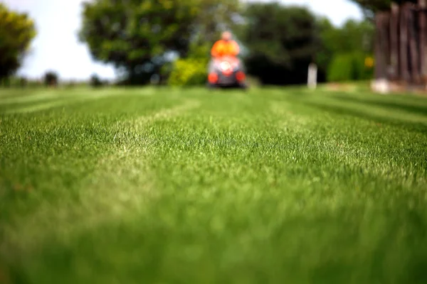 Well manicured yard with shrubs